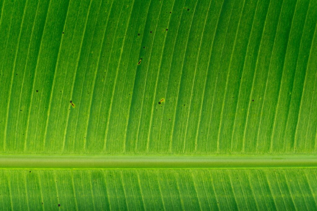 A photo of a palm tree leaf? Photo by Samuel Zeller on Unsplash